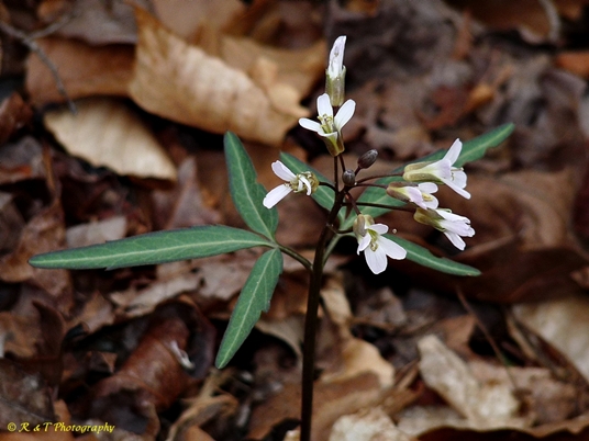 {Cardamine angustata}